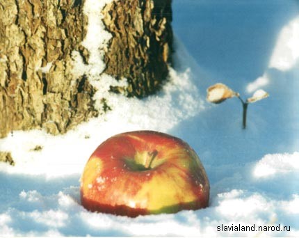 Яблоко на снегу